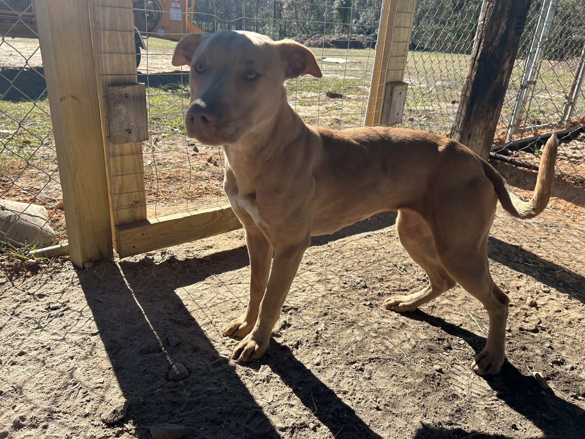 Enlarge Ethel, a Adoptable Mountain Cur in Sparta, GA image 6/6