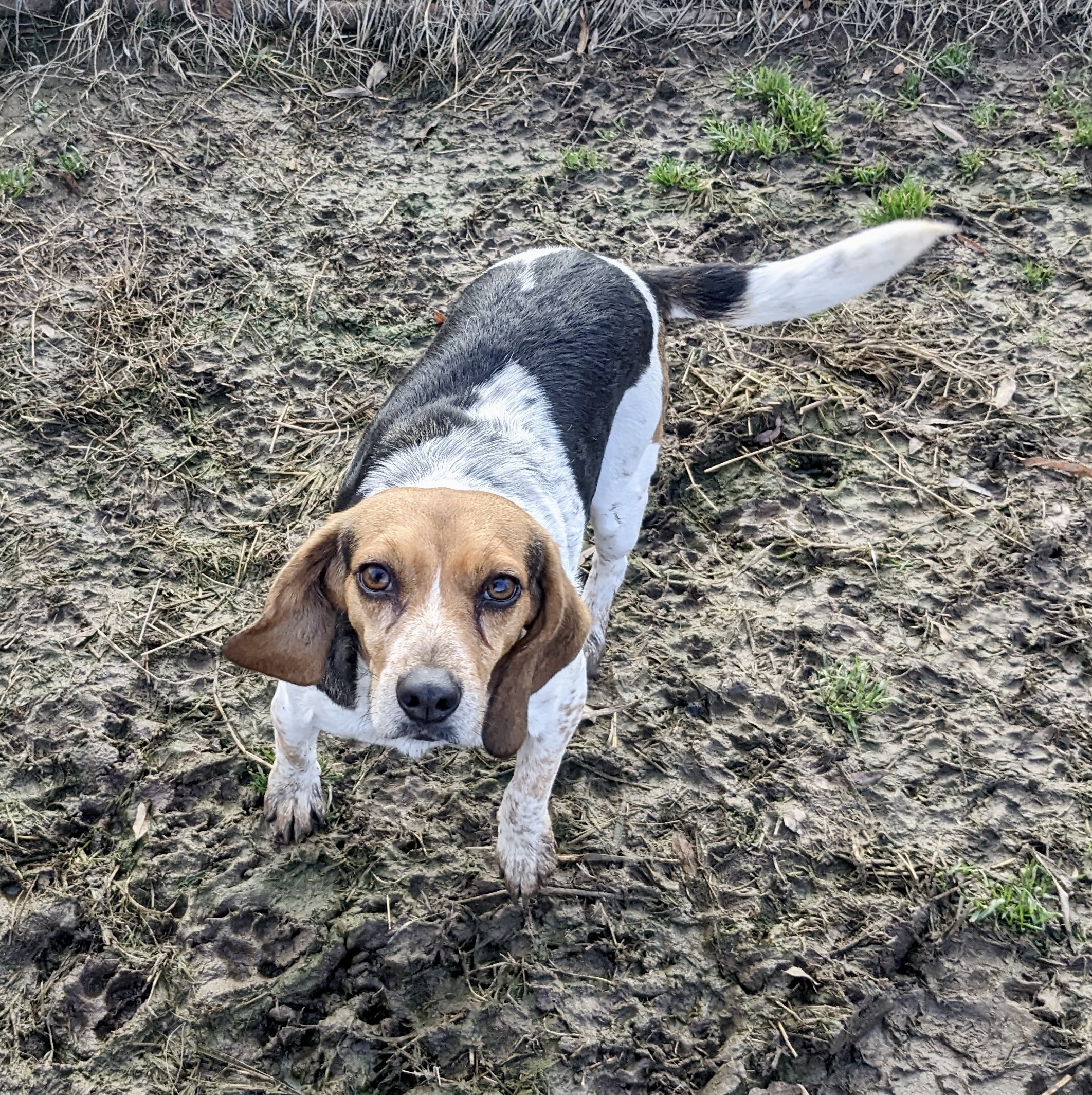 Enlarge Suzy, a Adoptable mixed breed in Newport, AR image 1/6