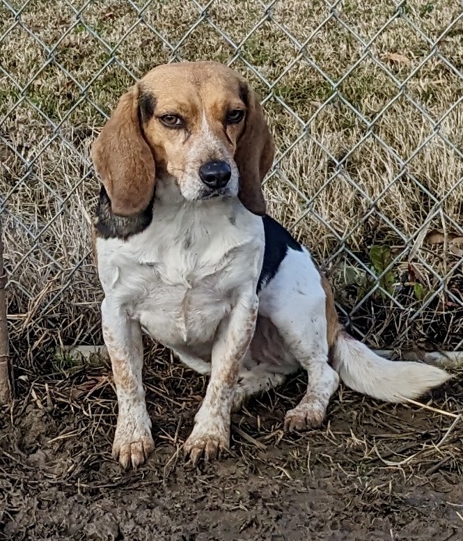 Suzy, Adult Female Beagle