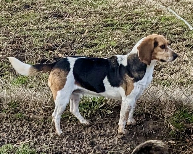 Enlarge Suzy, a Adoptable mixed breed in Newport, AR image 3/6