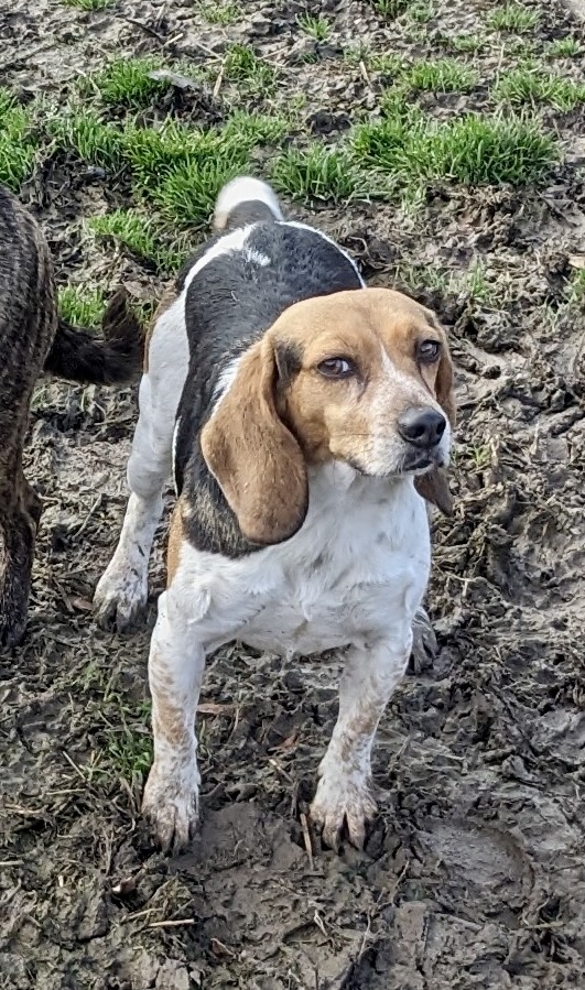 Enlarge Suzy, a Adoptable mixed breed in Newport, AR image 4/6