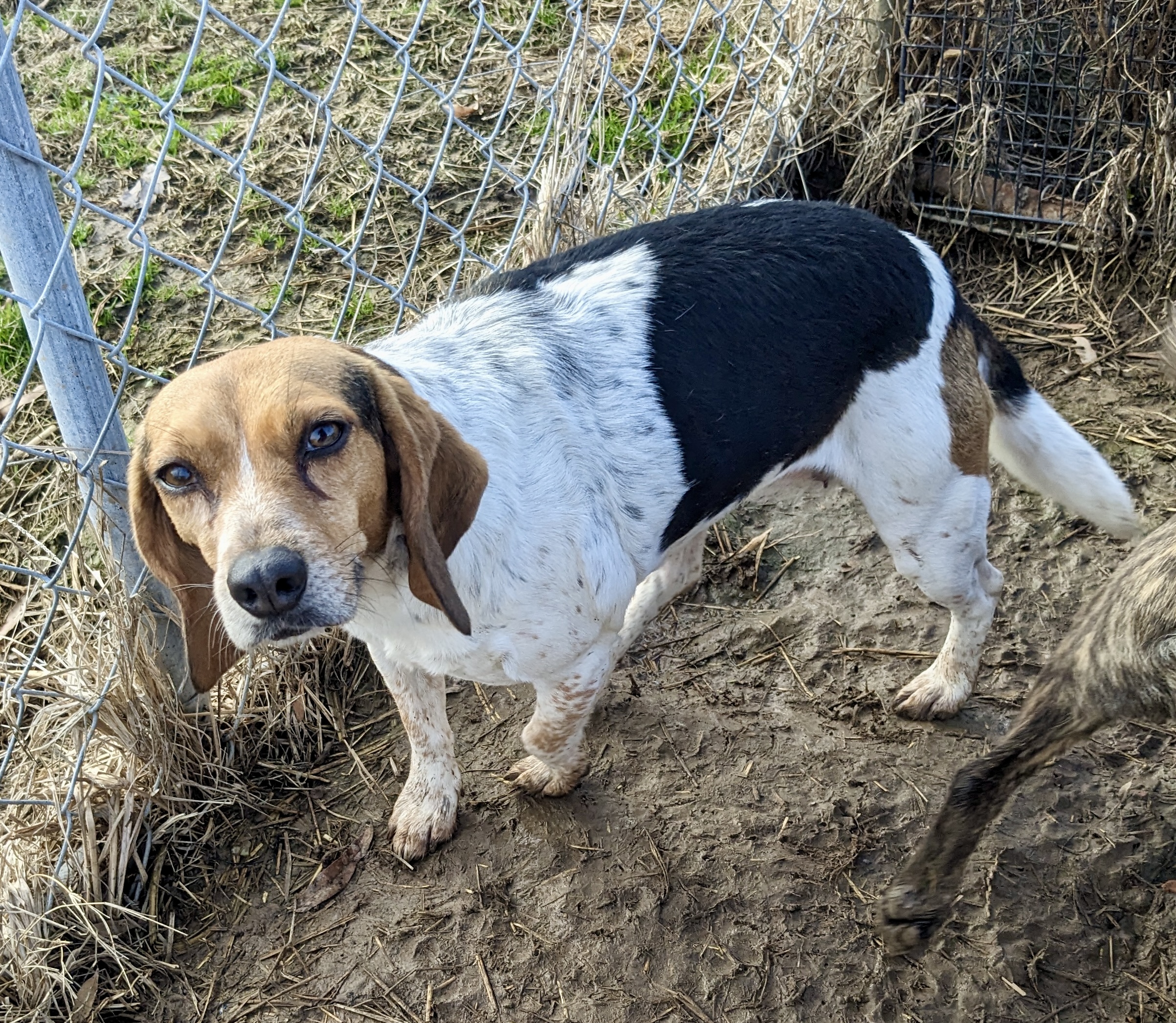 Enlarge Suzy, a Adoptable mixed breed in Newport, AR image 5/6