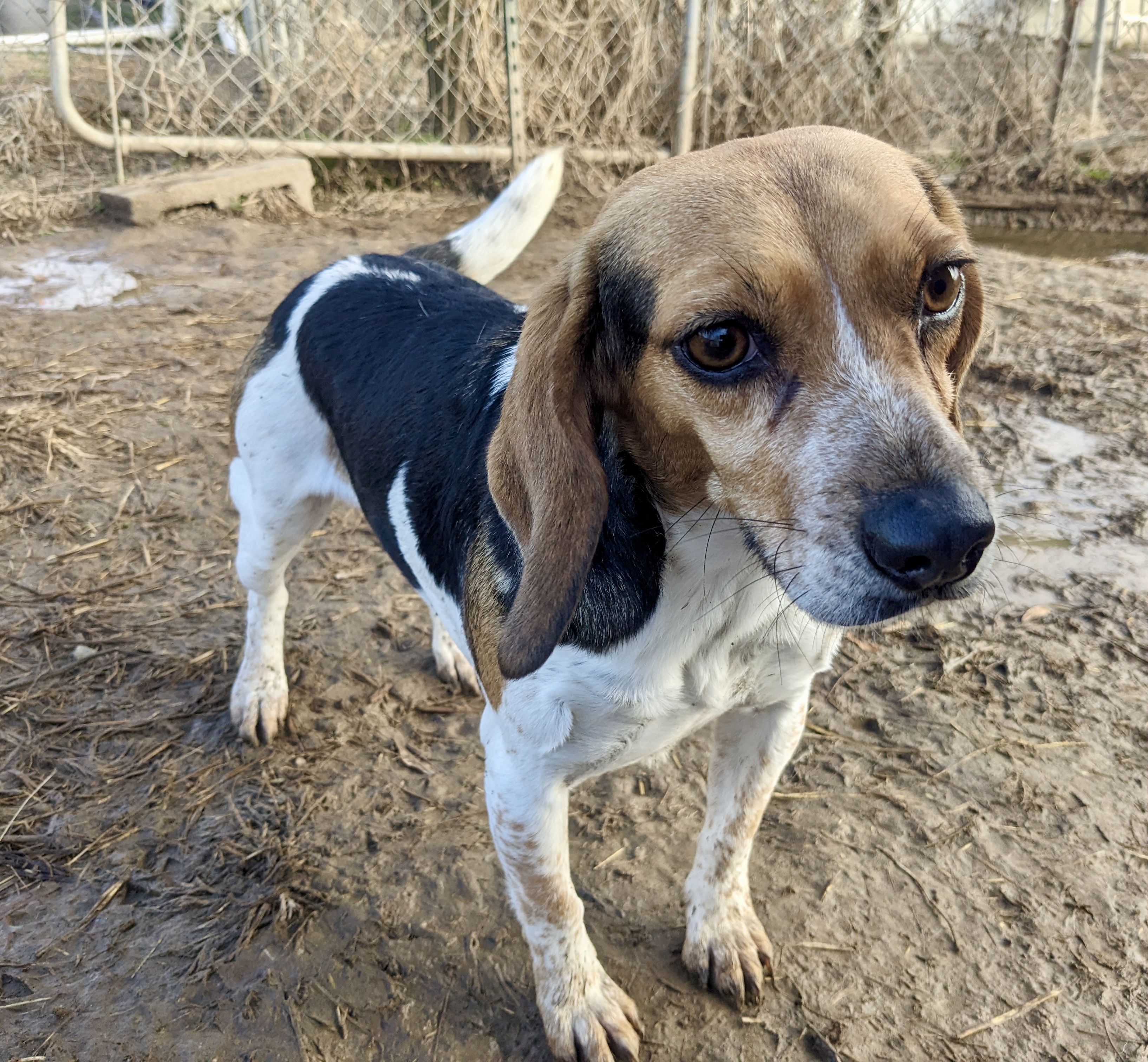Enlarge Suzy, a Adoptable mixed breed in Newport, AR image 6/6
