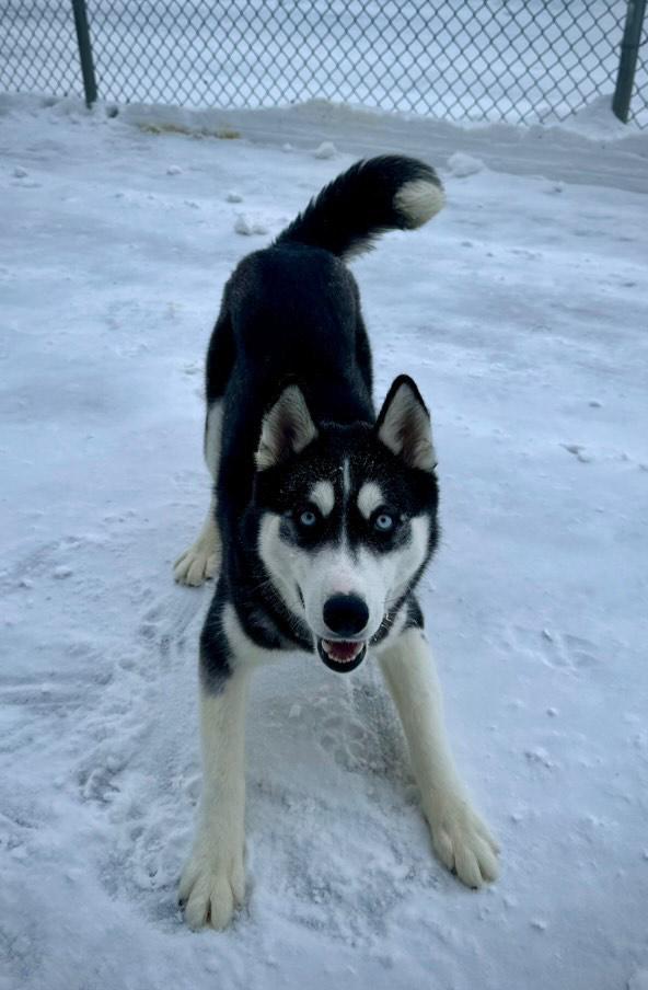 Kringles, Adoptable, Adult Male Husky.