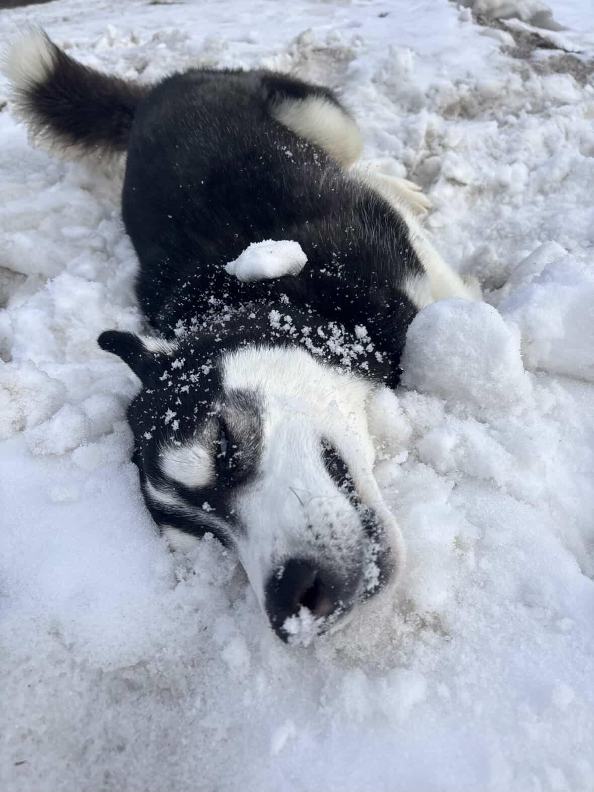 Enlarge Kringles, a Adoptable Husky in Mason City, IA image 5/6
