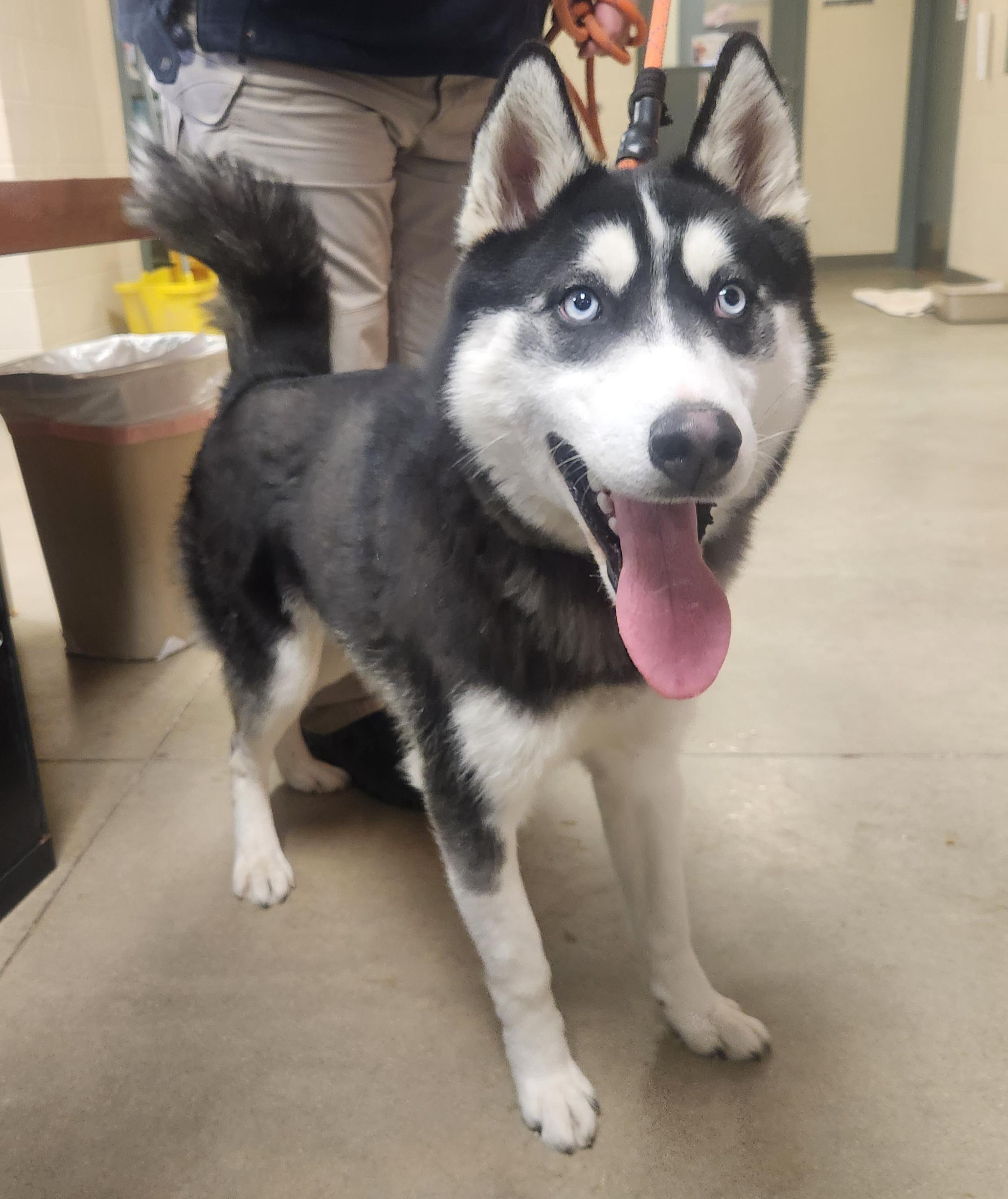 Enlarge Kringles, a Adoptable Husky in Mason City, IA image 3/6