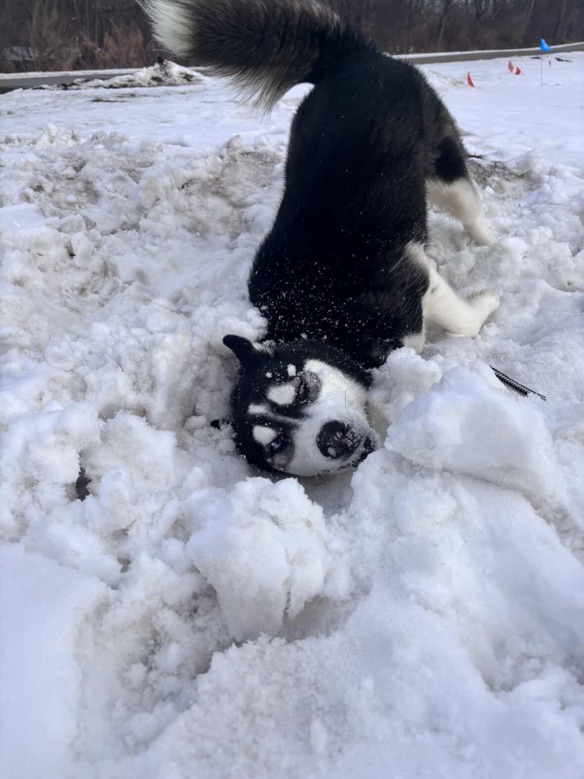 Enlarge Kringles, a Adoptable Husky in Mason City, IA image 6/6