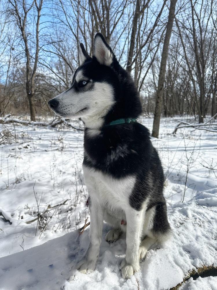 Enlarge Kringles, a Adoptable Husky in Mason City, IA image 1/6