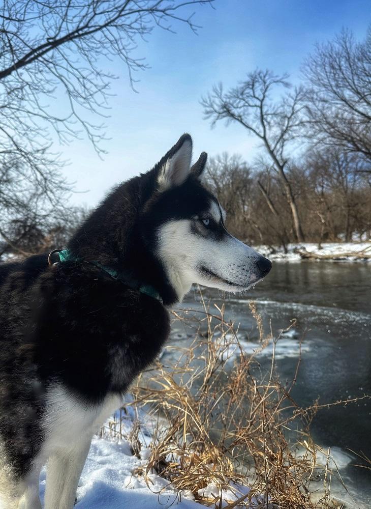 Enlarge Kringles, a Adoptable Husky in Mason City, IA image 2/6