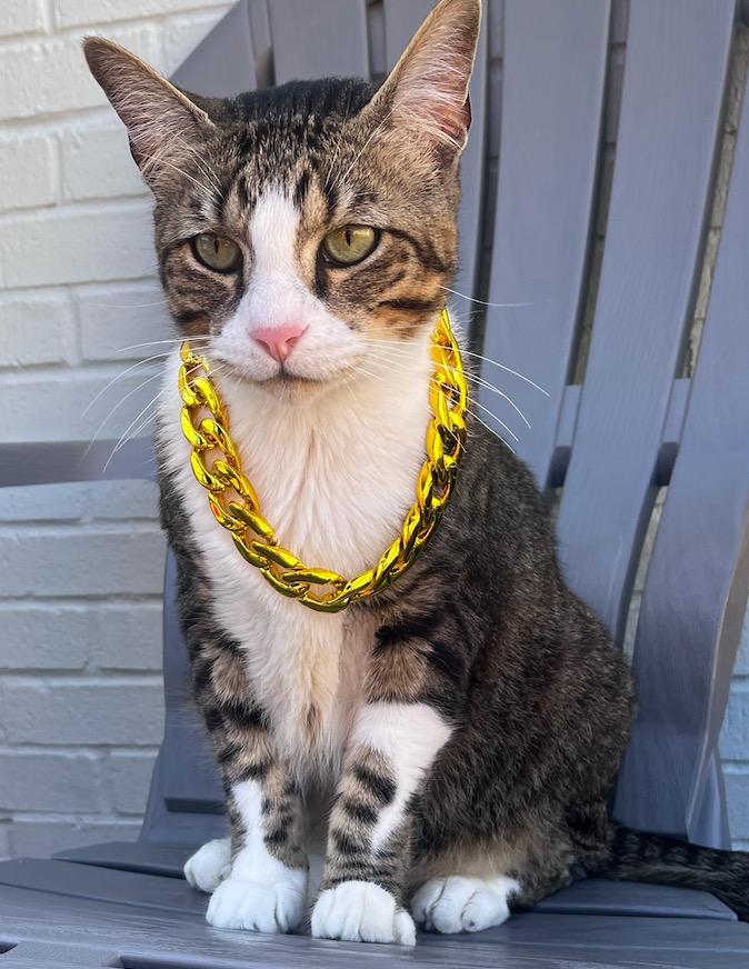 Garen, Adoptable, Adult Male Domestic Medium Hair.