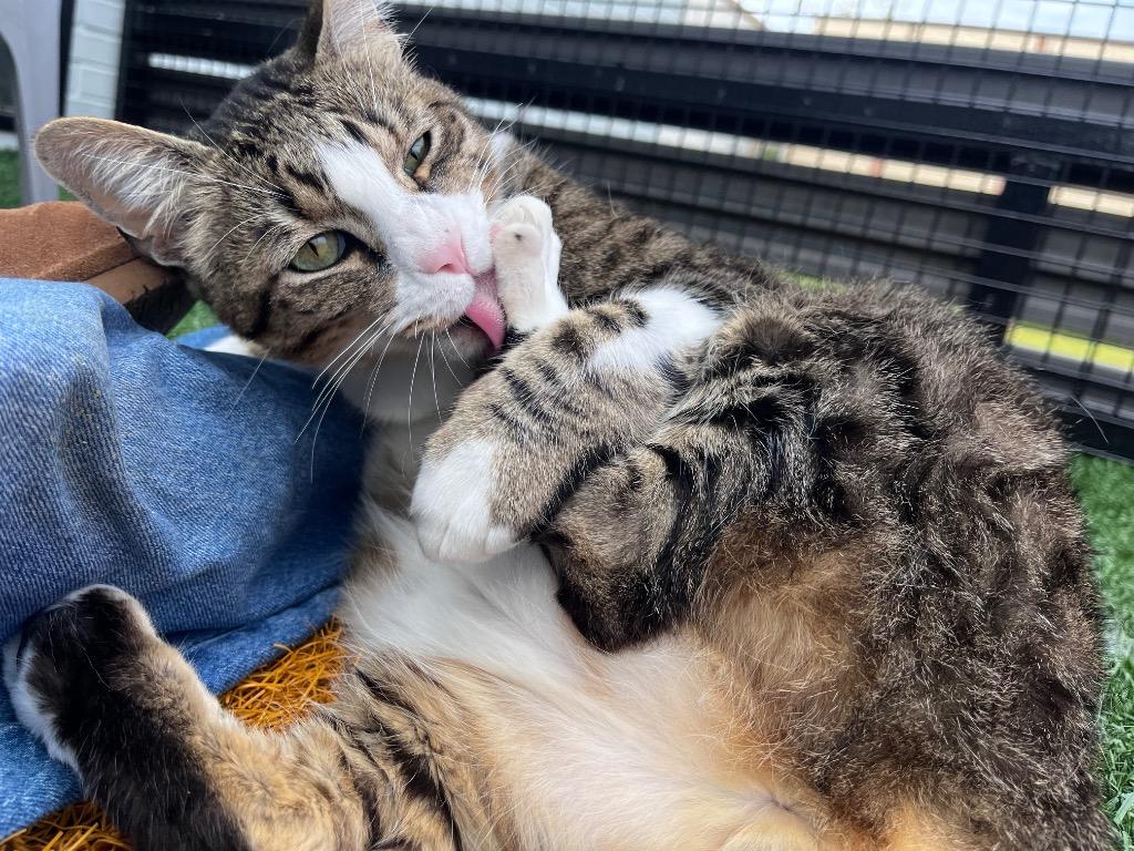 Garen, a Adoptable mixed breed in New Orleans, LA image 2/5