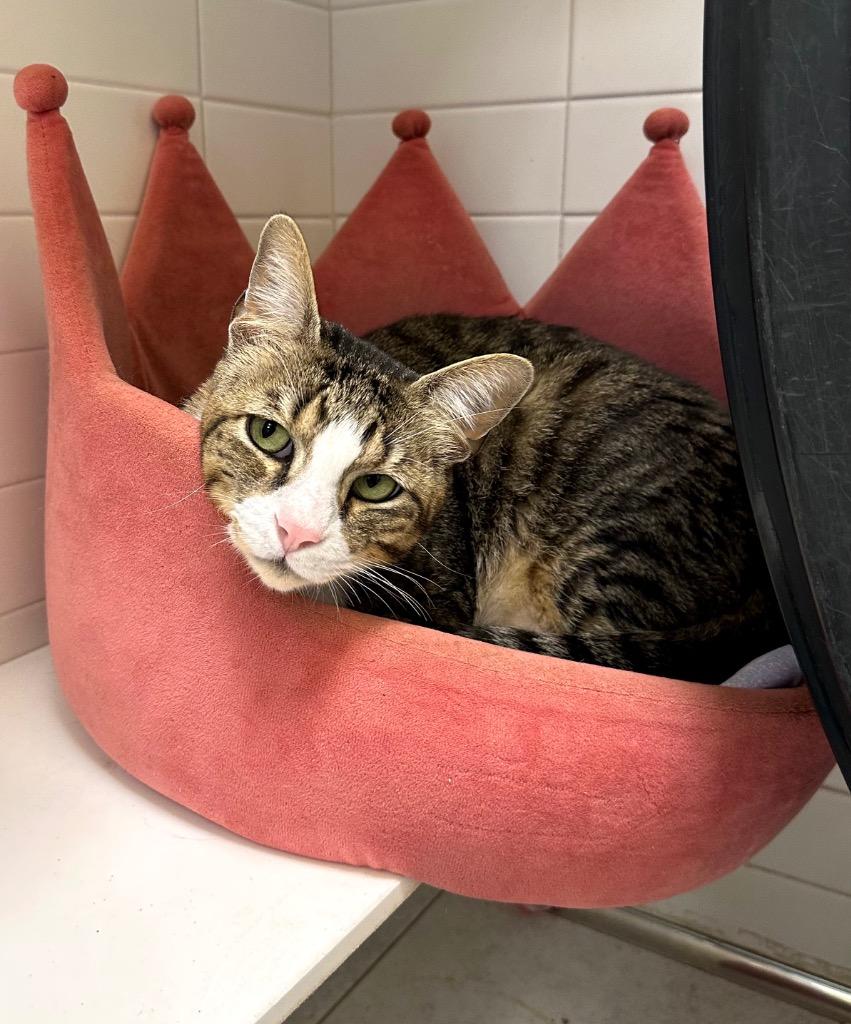 Garen, a Adoptable mixed breed in New Orleans, LA image 3/5