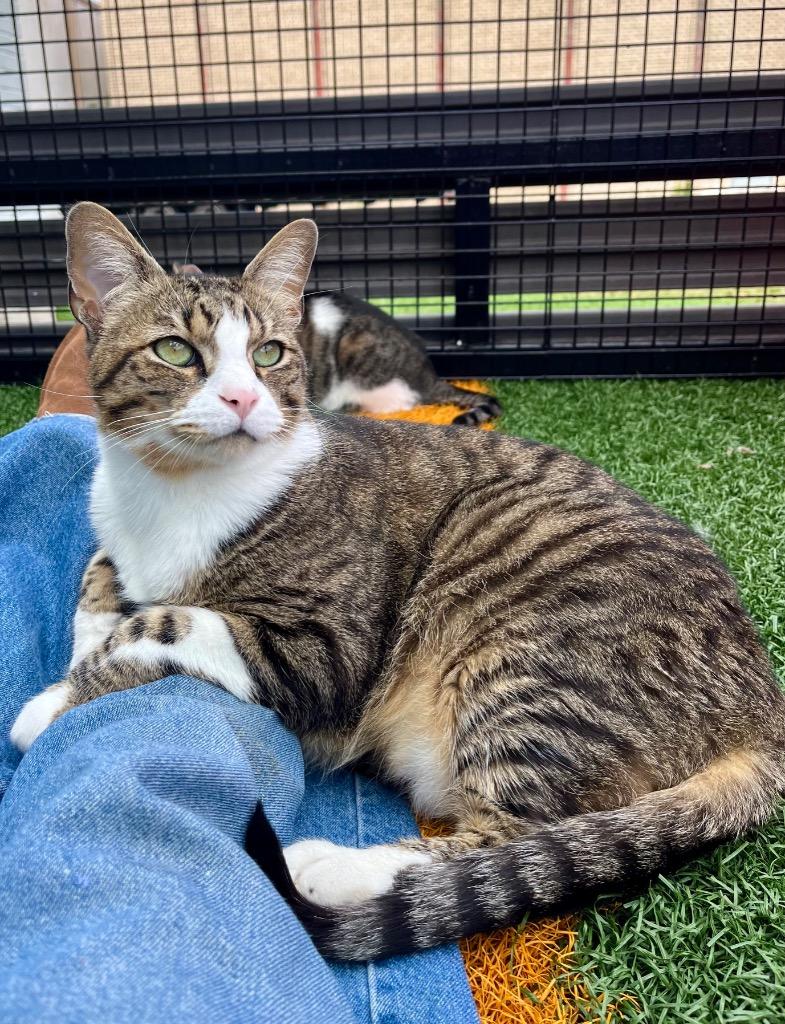 Garen, a Adoptable mixed breed in New Orleans, LA image 4/5