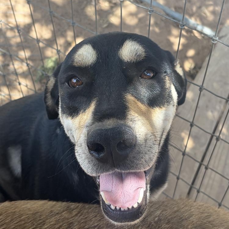 Enlarge Colt, a Adoptable mixed breed in Arvada, CO image 2/4