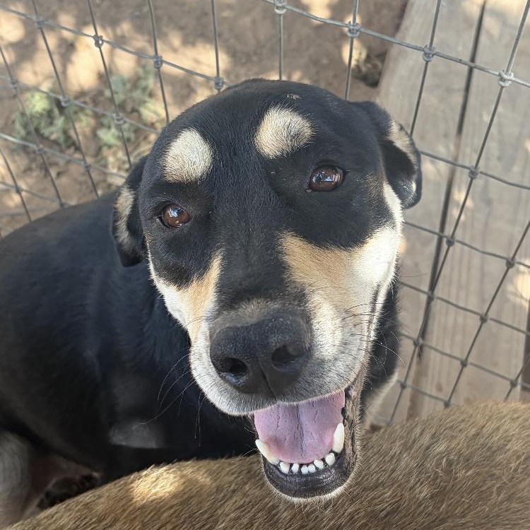 Colt, Adoptable, Adult Male Shepherd & Rottweiler.