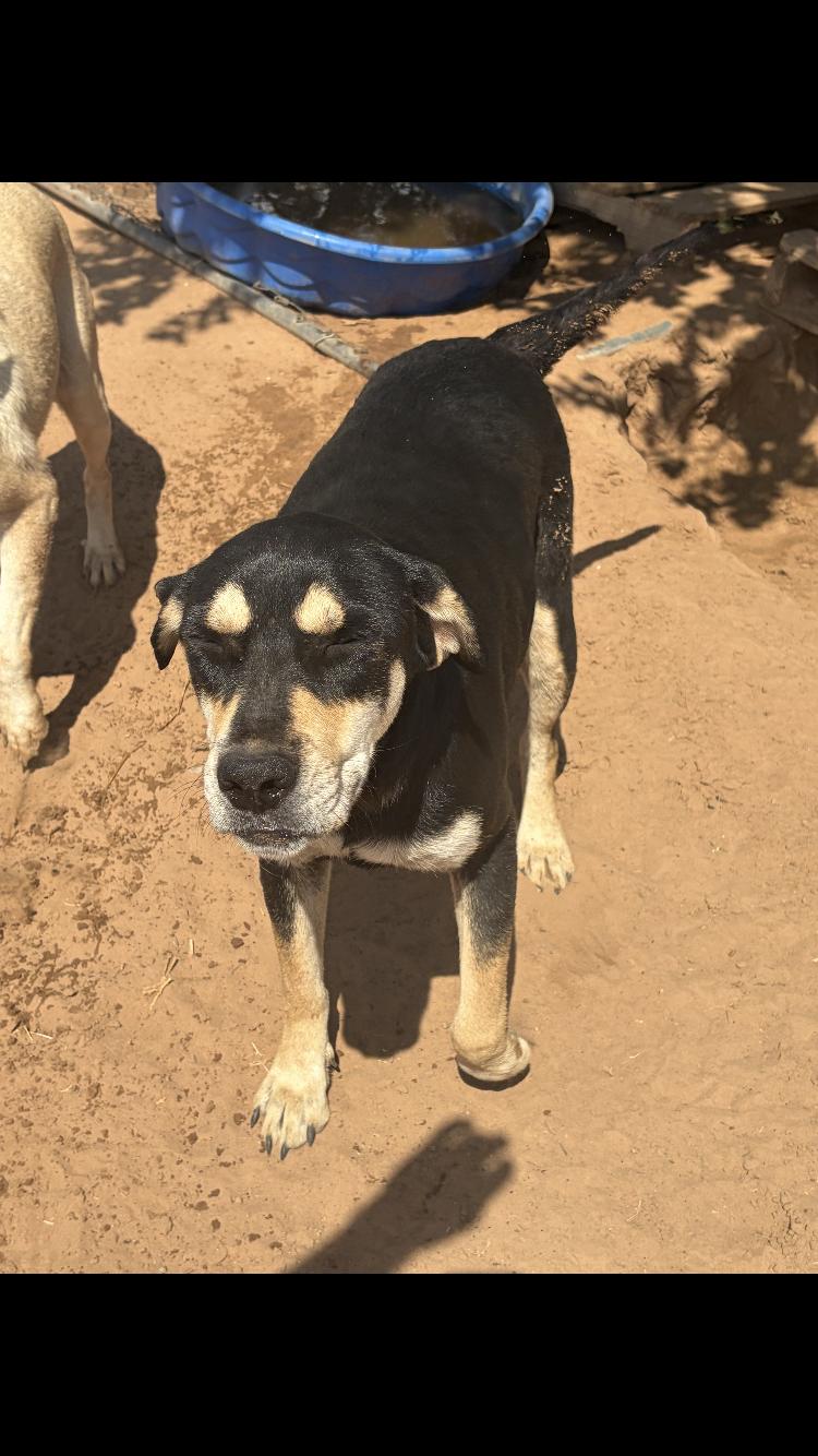 Enlarge Colt, a Adoptable mixed breed in Arvada, CO image 3/4