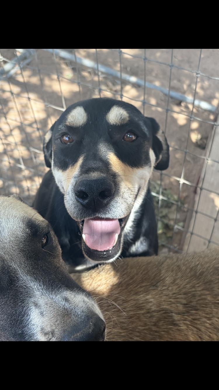 Enlarge Colt, a Adoptable mixed breed in Arvada, CO image 4/4