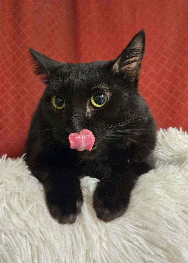 Enlarge Rakki, a Adoptable mixed breed in Ballwin, MO image 1/4