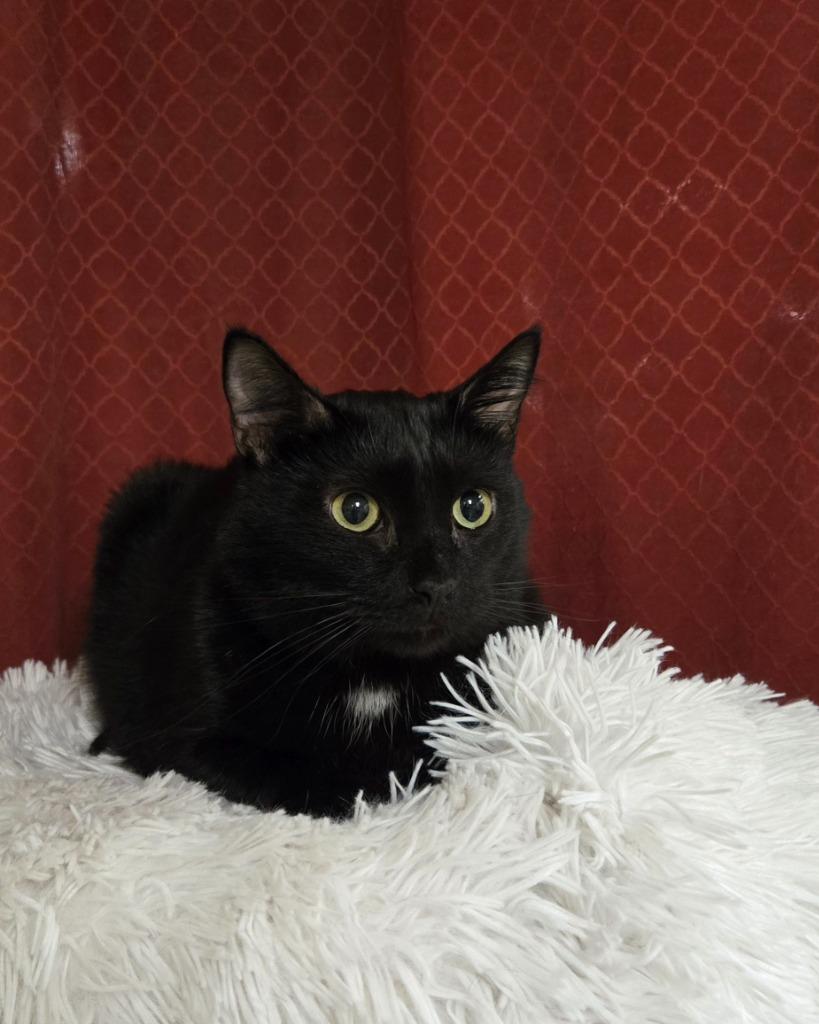 Enlarge Rakki, a Adoptable mixed breed in Ballwin, MO image 2/4