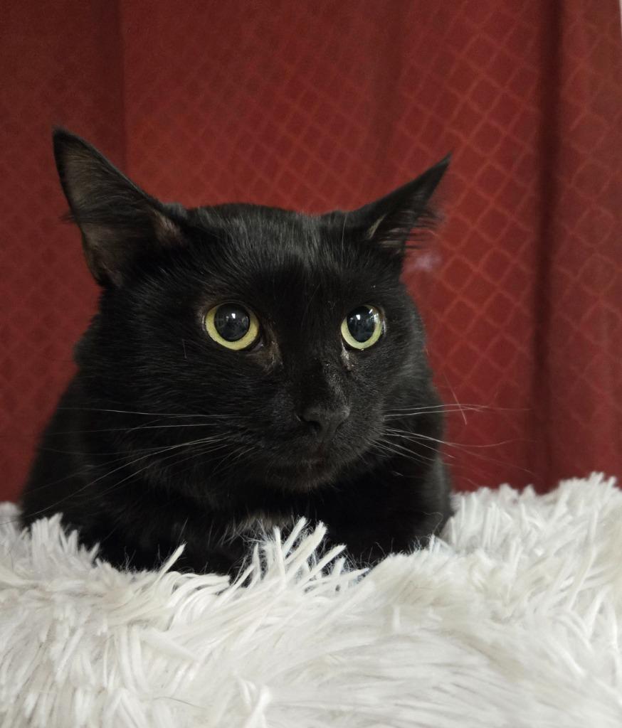 Enlarge Rakki, a Adoptable mixed breed in Ballwin, MO image 3/4