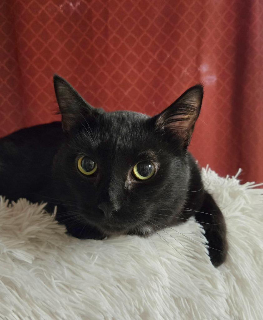 Enlarge Rakki, a Adoptable mixed breed in Ballwin, MO image 4/4