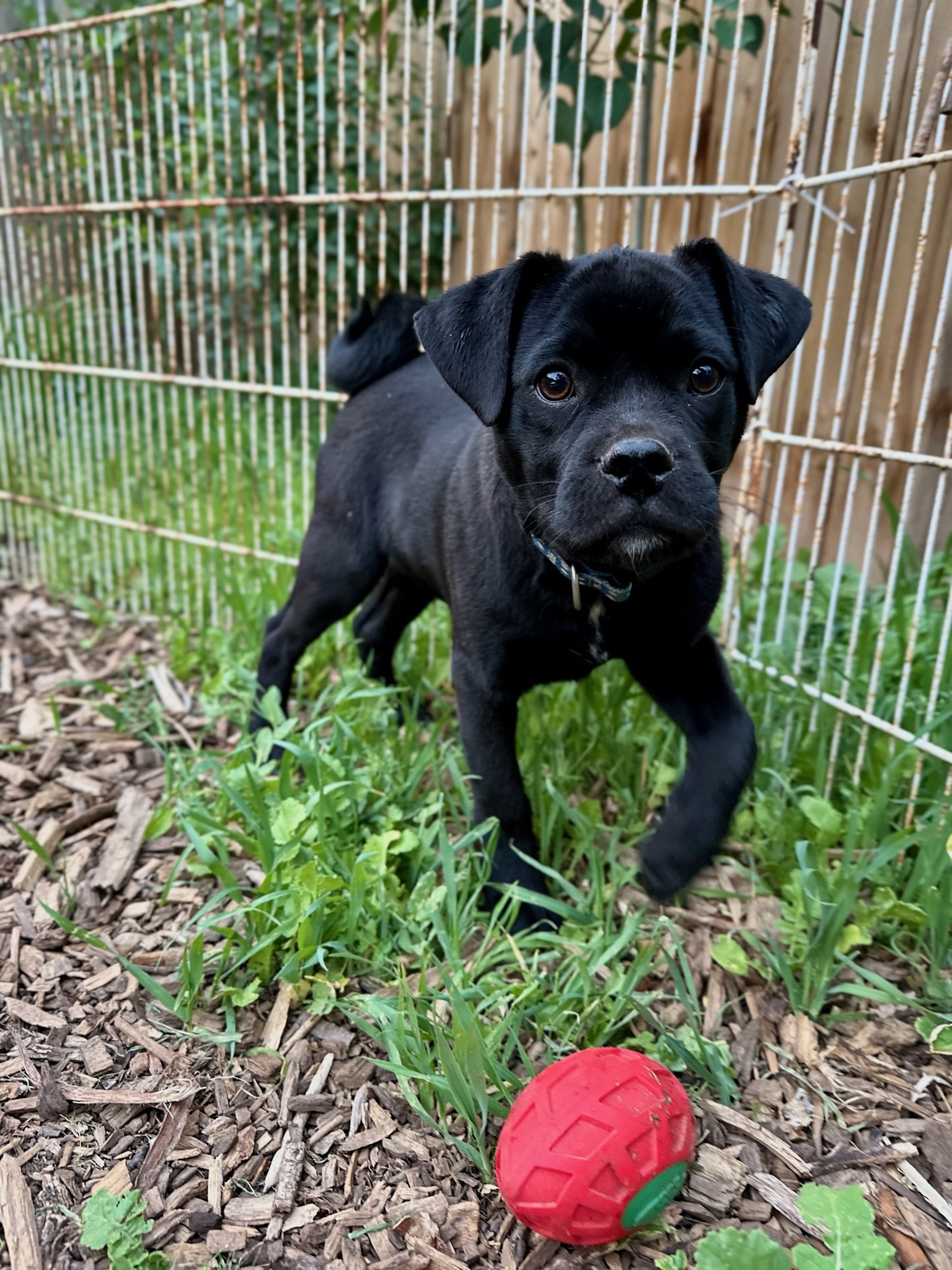 Enlarge Rollo, an adoptable Puggle in Durango, CO image 2/6