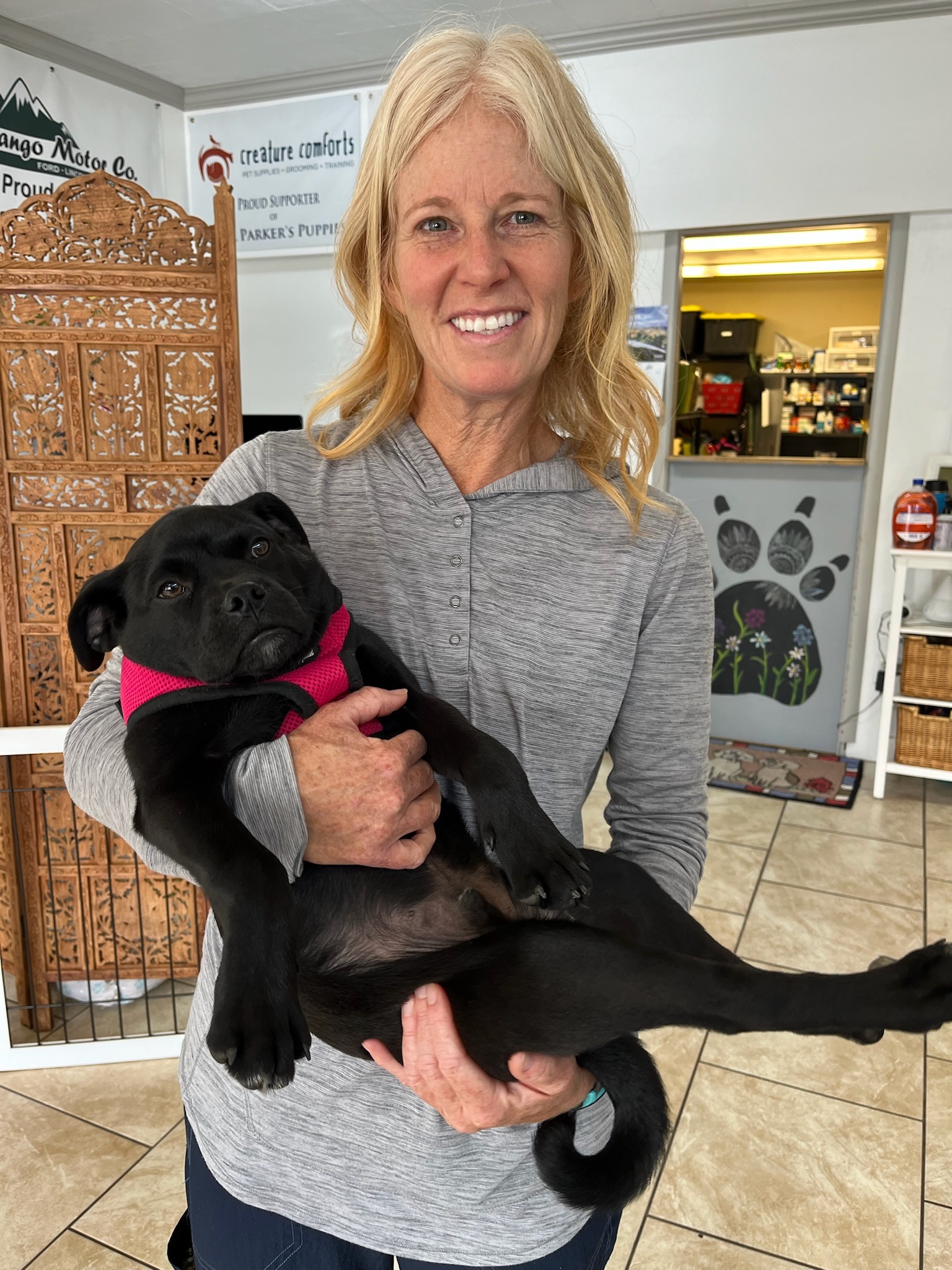 Enlarge Rollo, an adoptable Puggle in Durango, CO image 3/6