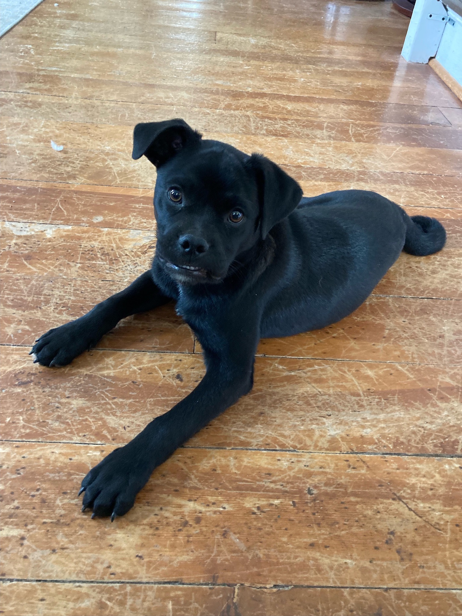 Enlarge Rollo, an adoptable Puggle in Durango, CO image 5/6