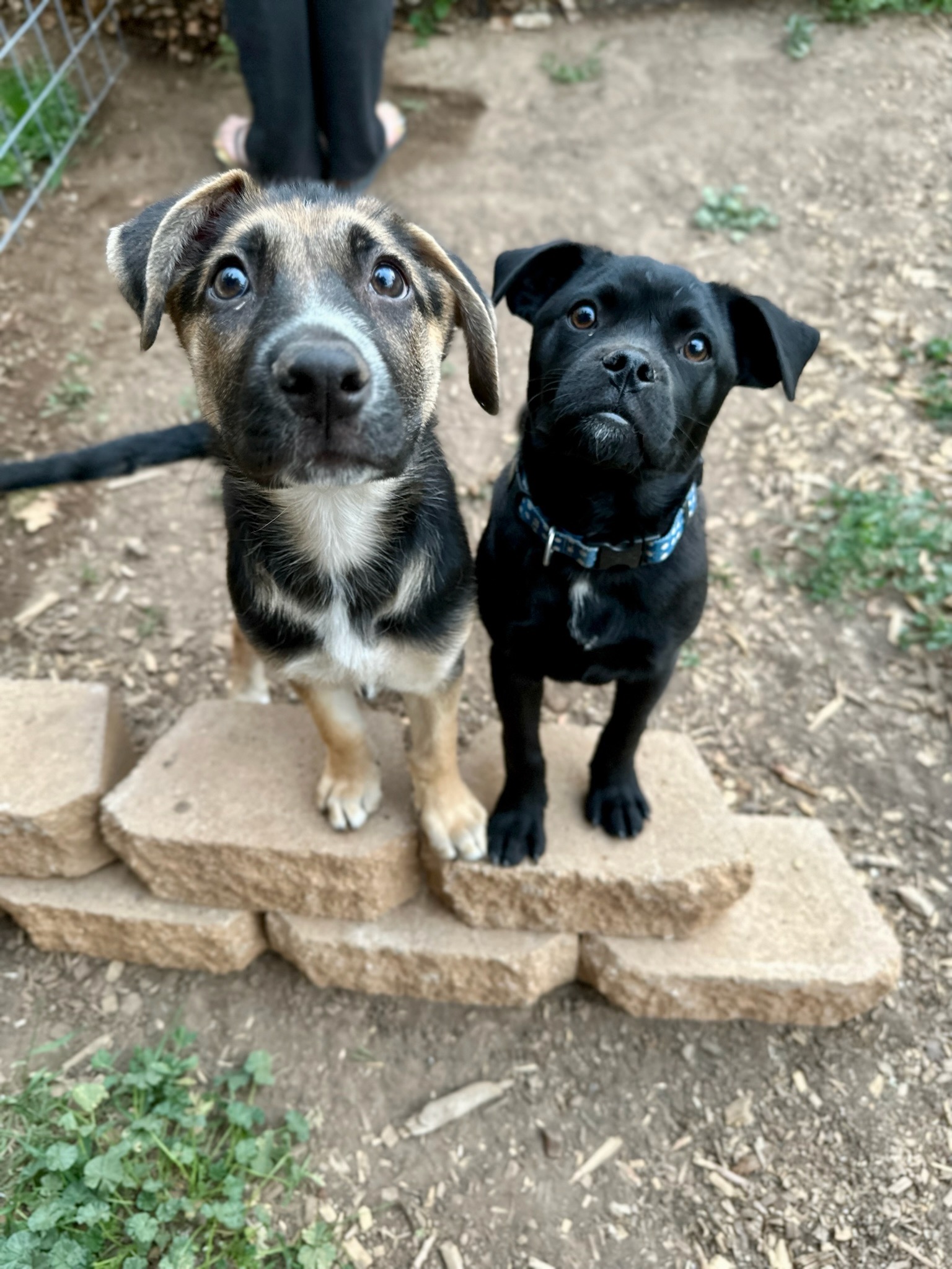 Enlarge Rollo, an adoptable Puggle in Durango, CO image 4/6
