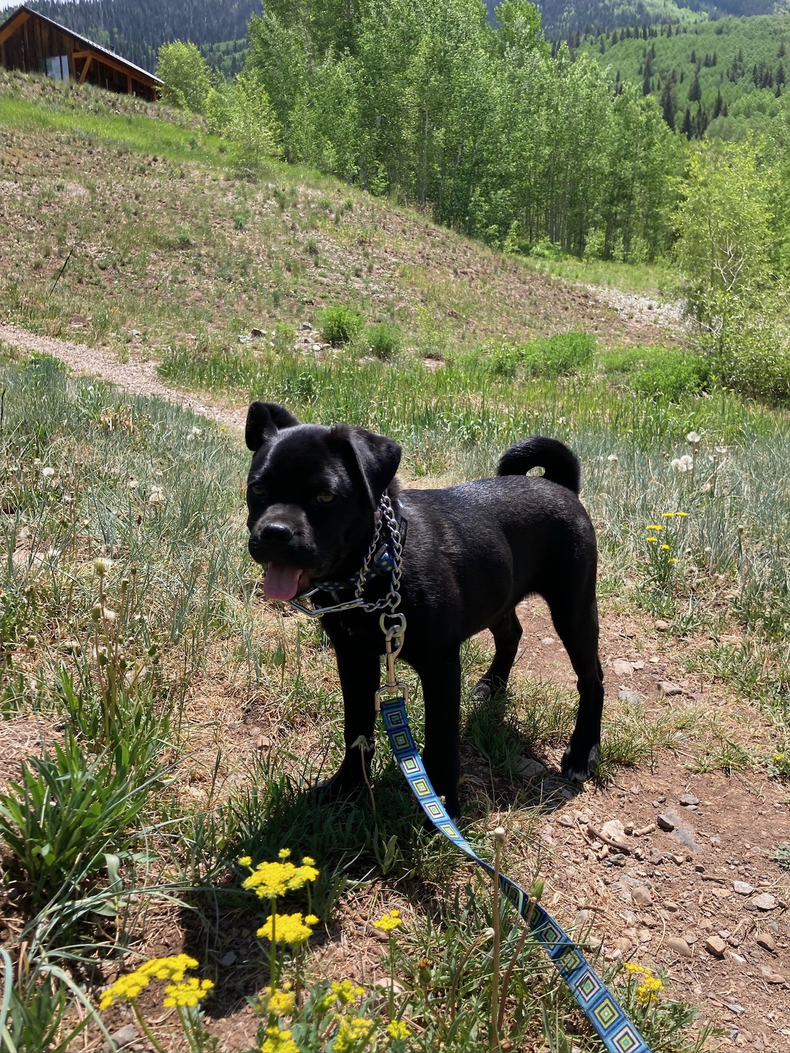 Enlarge Rollo, an adoptable Puggle in Durango, CO image 6/6