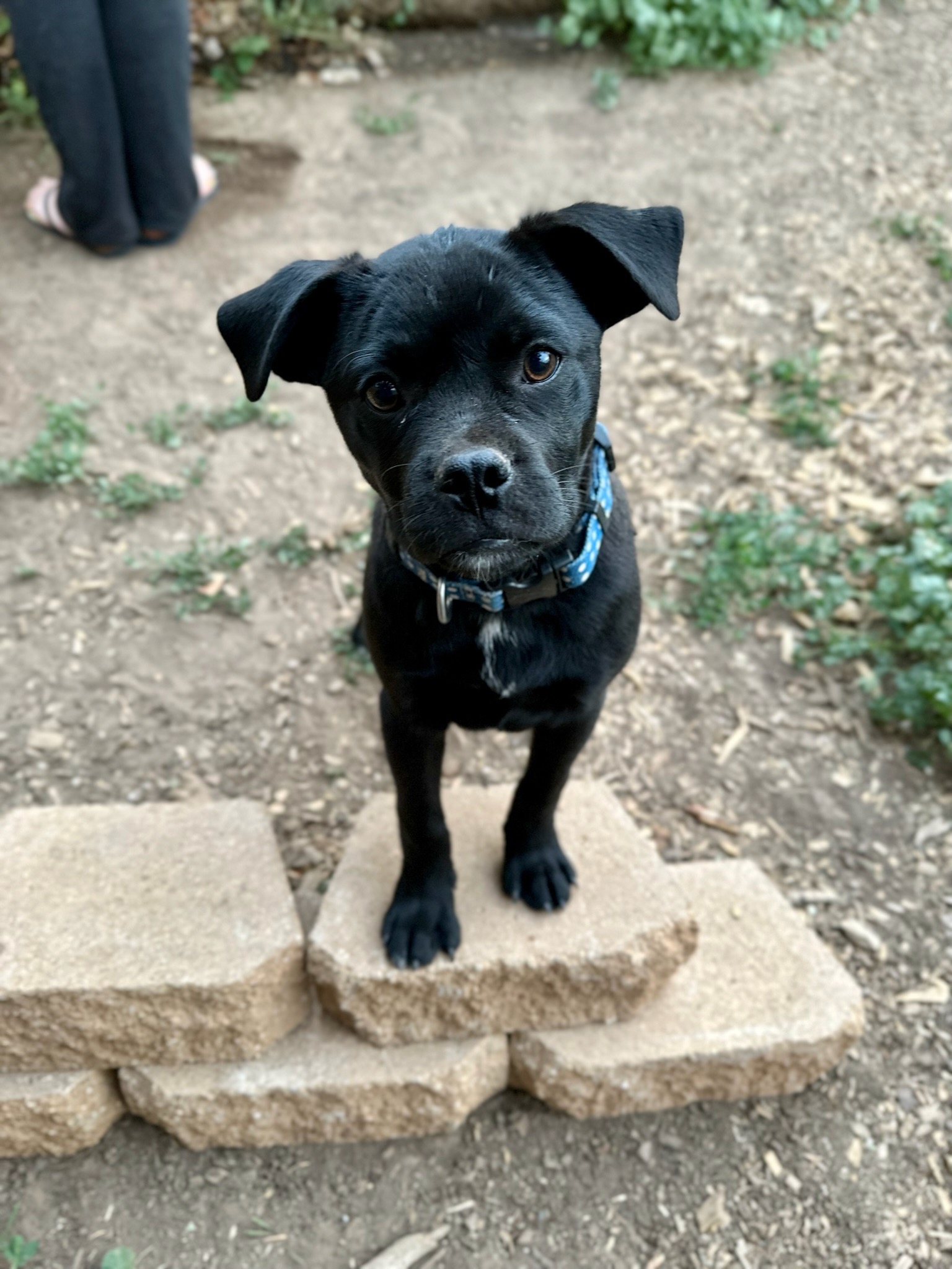Rollo, adoptable, Young Male Puggle.