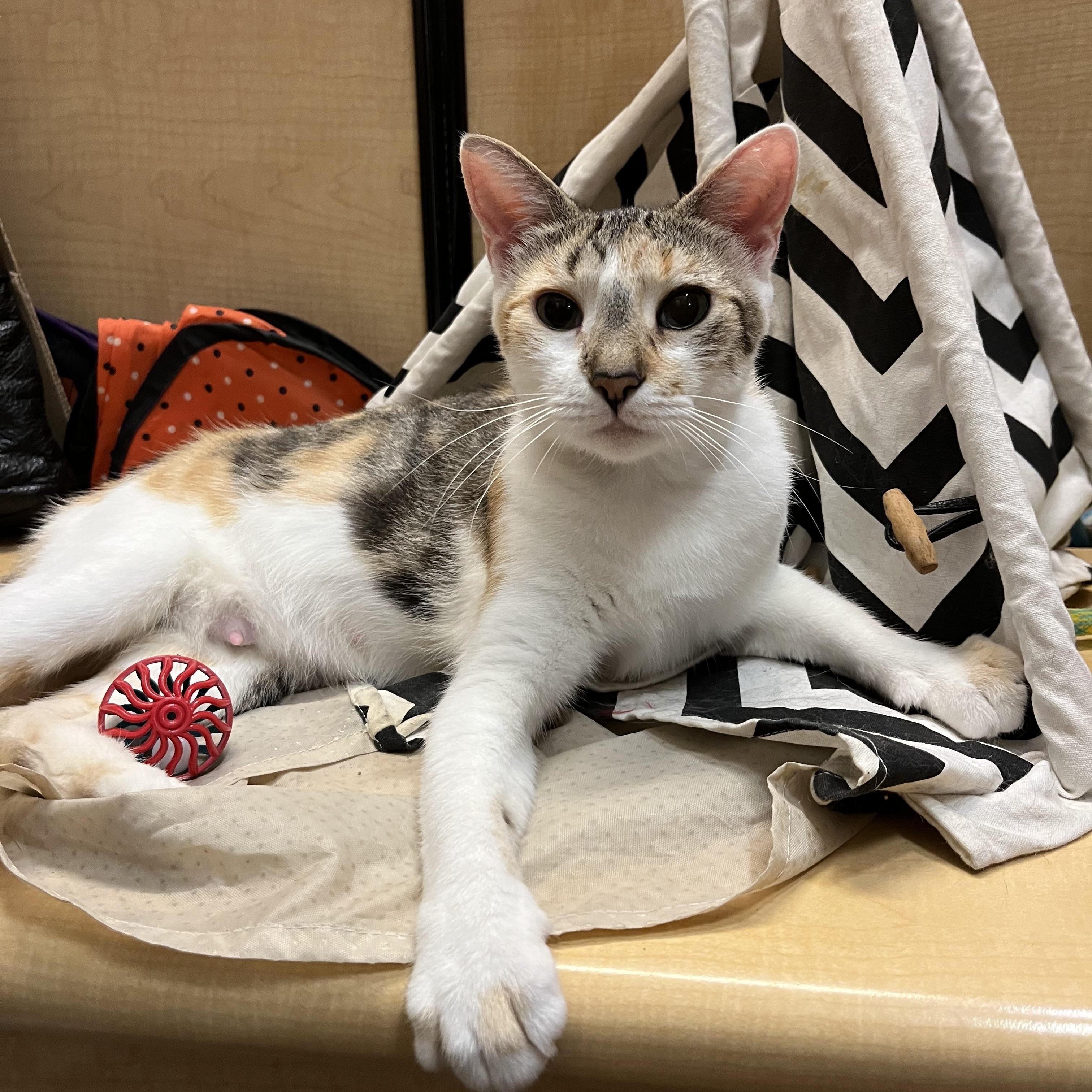 Minu, ADOPTABLE, Adult Female Domestic Short Hair.