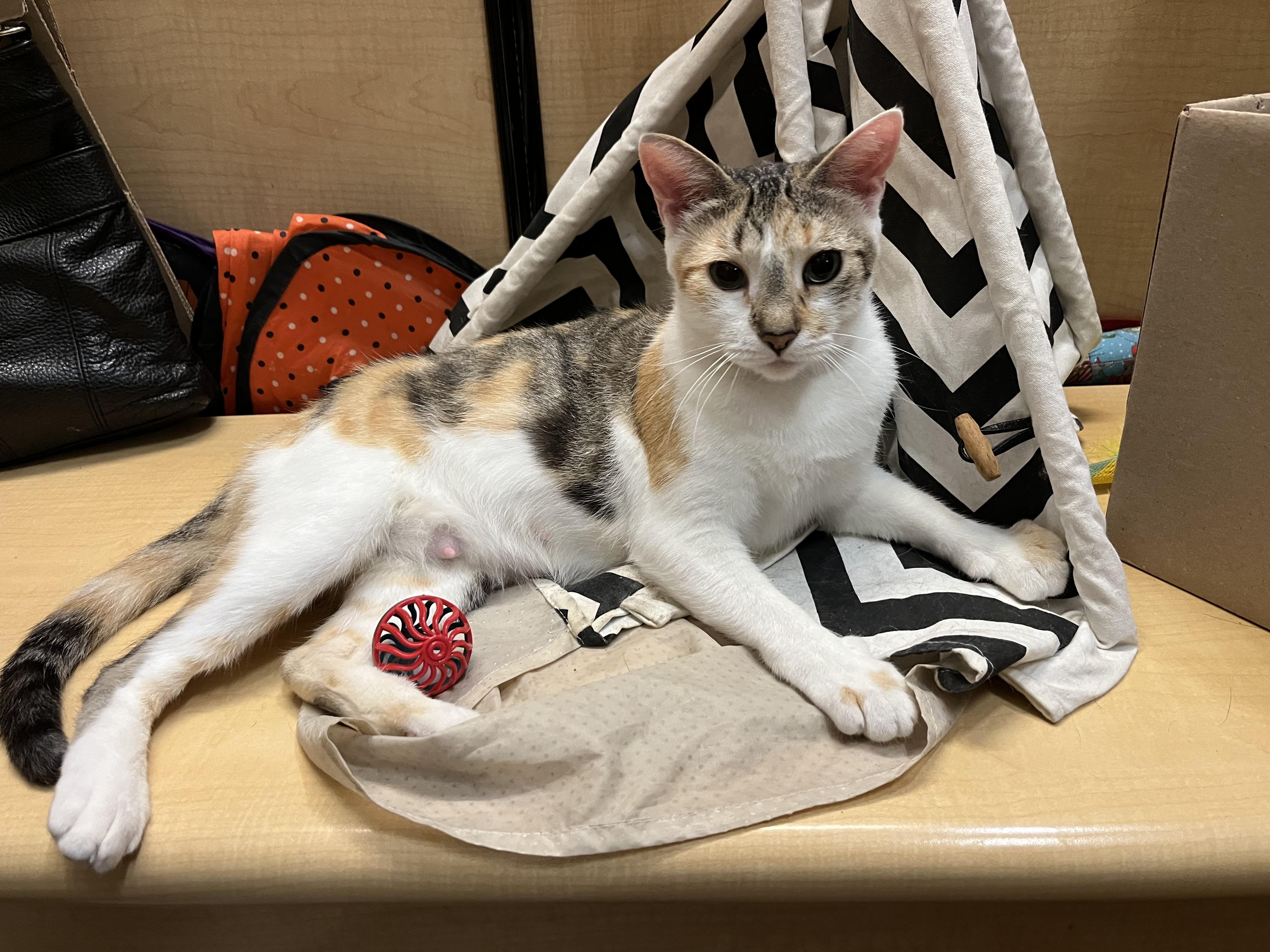 Minu, a ADOPTABLE Domestic Short Hair in Tustin, CA image 2/2