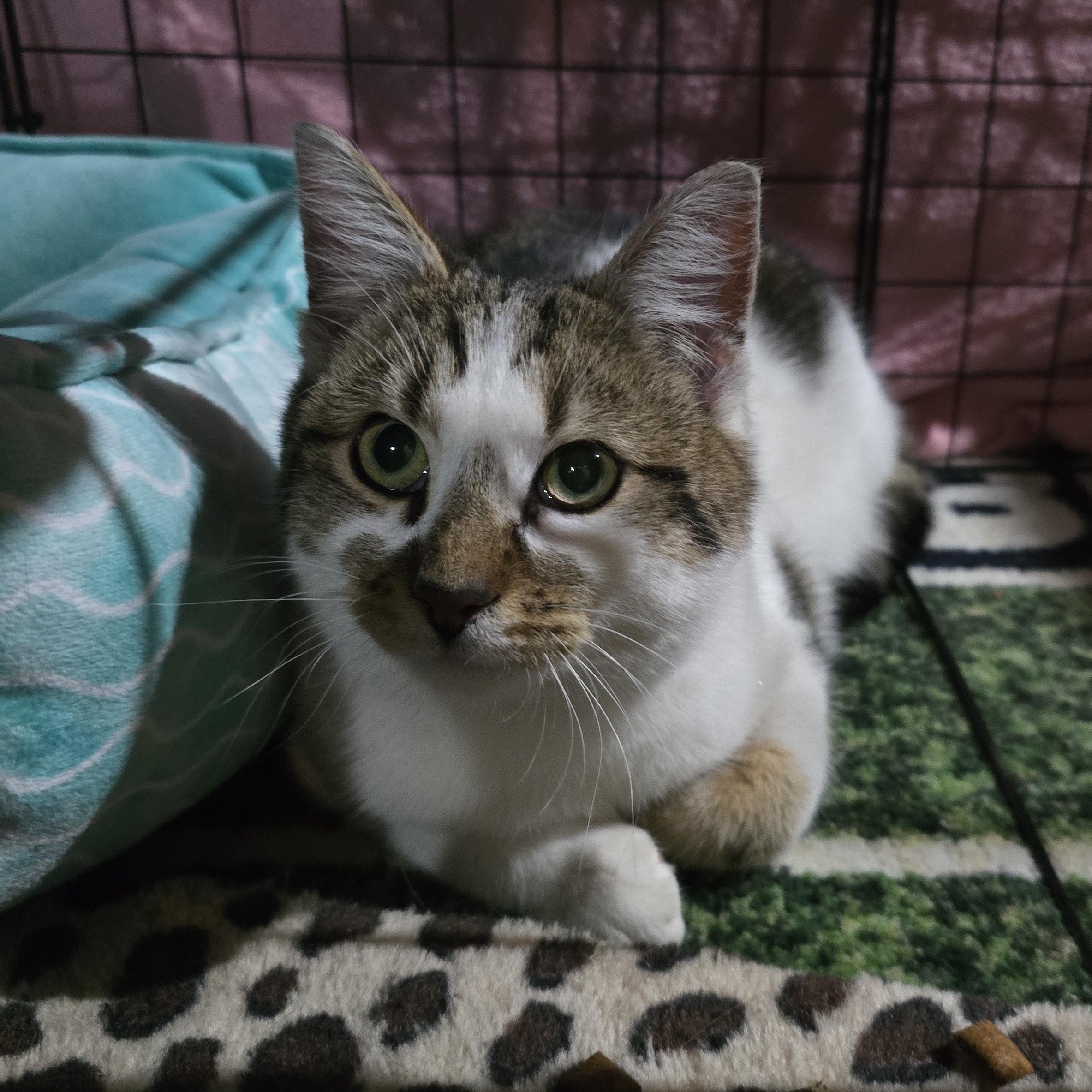 Enlarge Kitty, a ADOPTABLE Domestic Short Hair in Woodbridge, NJ image 2/2