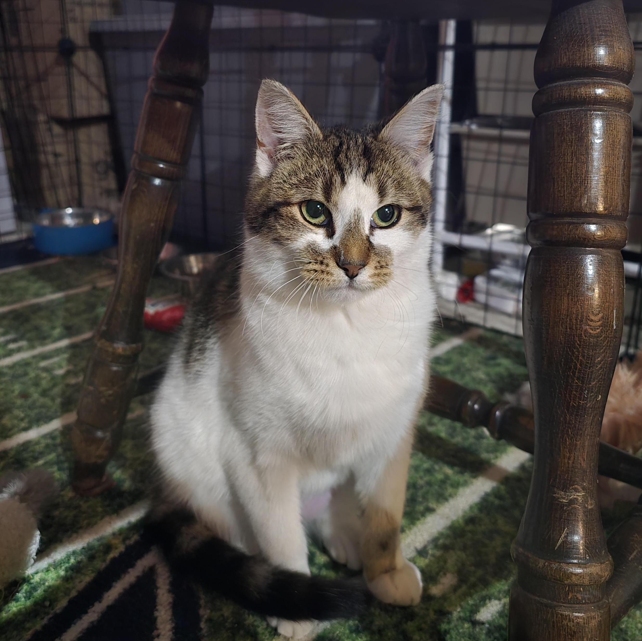 Enlarge Kitty, a ADOPTABLE Domestic Short Hair in Woodbridge, NJ image 1/2