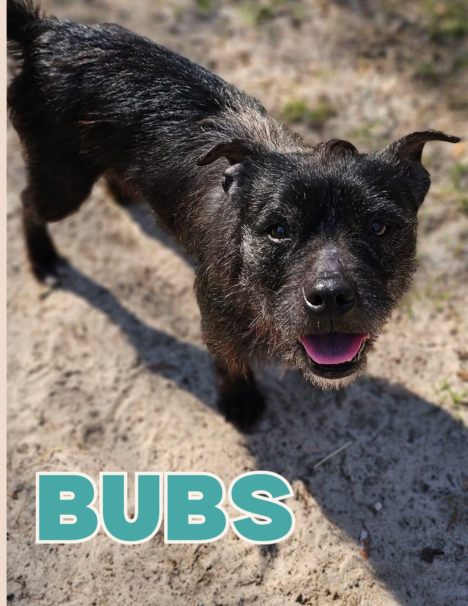 Enlarge Bubs, a ADOPTABLE mixed breed in Shalimar, FL image 1/1