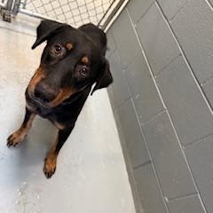 Enlarge RAMBO, a Adoptable mixed breed in Columbus, MS image 1/5