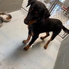 Enlarge RAMBO, a Adoptable mixed breed in Columbus, MS image 3/5