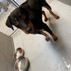 Enlarge RAMBO, a Adoptable mixed breed in Columbus, MS image 4/5