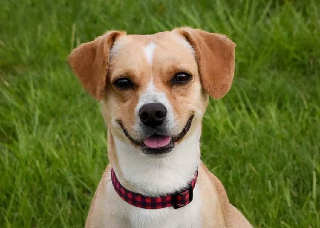 Tucker, a ADOPTABLE mixed breed in Jefferson, IA image 2/3