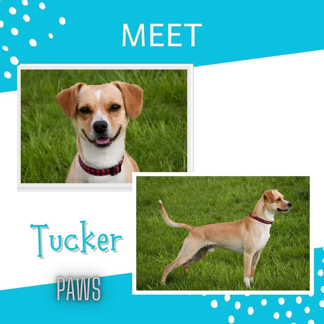 Tucker, ADOPTABLE, Adult Male Beagle.