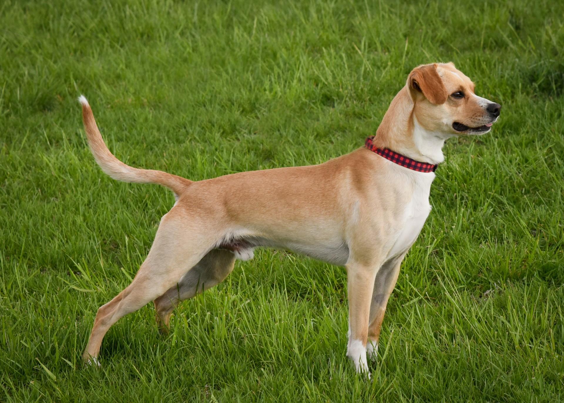Tucker, a ADOPTABLE mixed breed in Jefferson, IA image 3/3