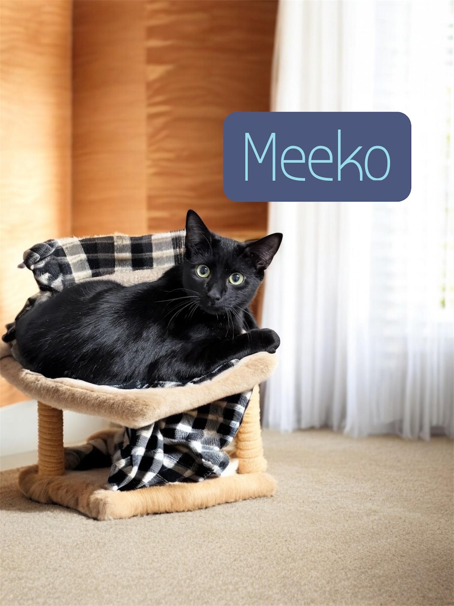 Meeko, ADOPTABLE, Young Male Domestic Short Hair.