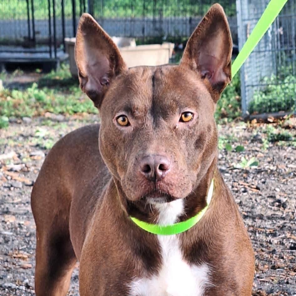 Red, a Adoptable mixed breed in QUINCY, FL image 1/3