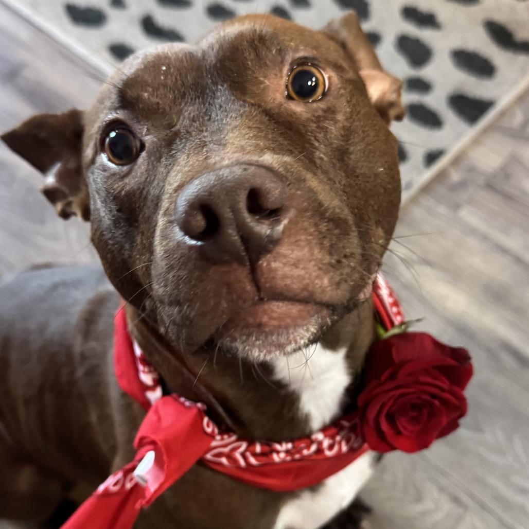 Red, a Adoptable mixed breed in QUINCY, FL image 2/3