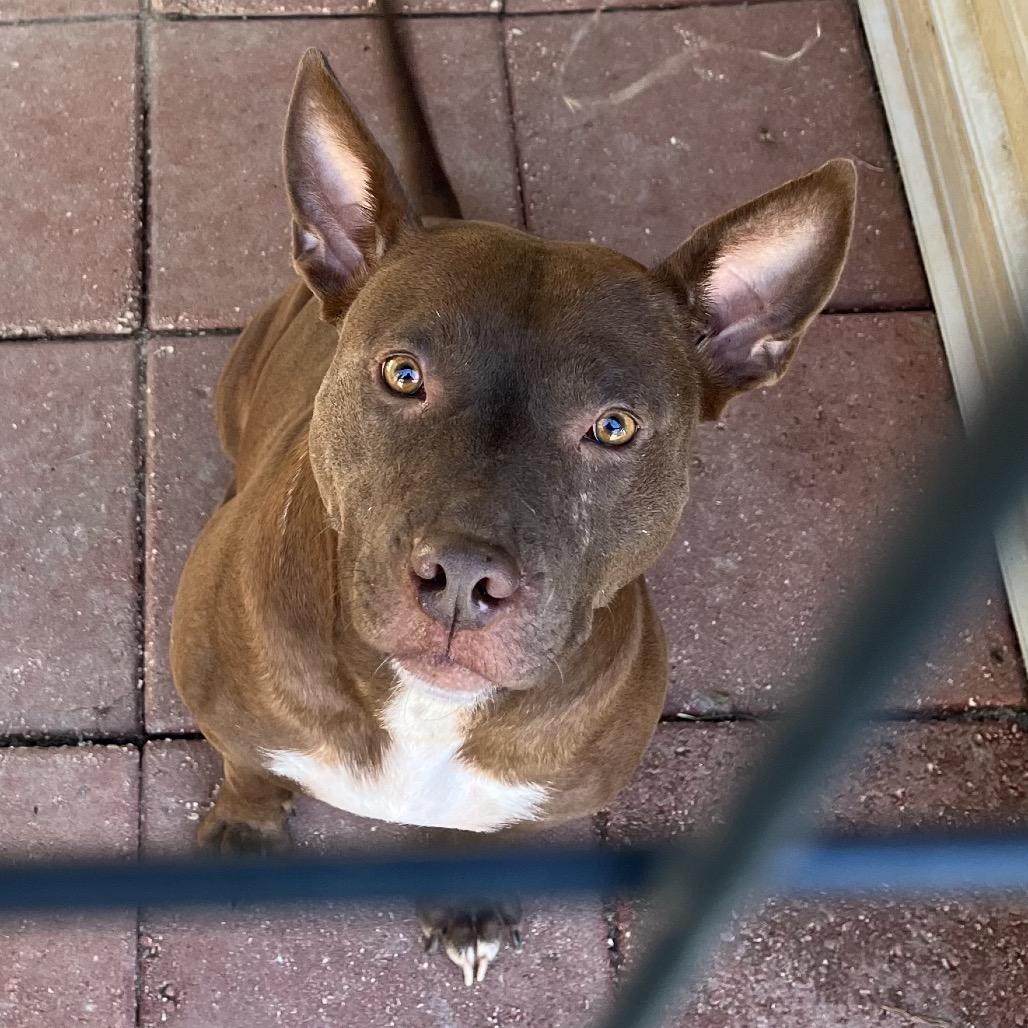 Red, a Adoptable mixed breed in QUINCY, FL image 3/3