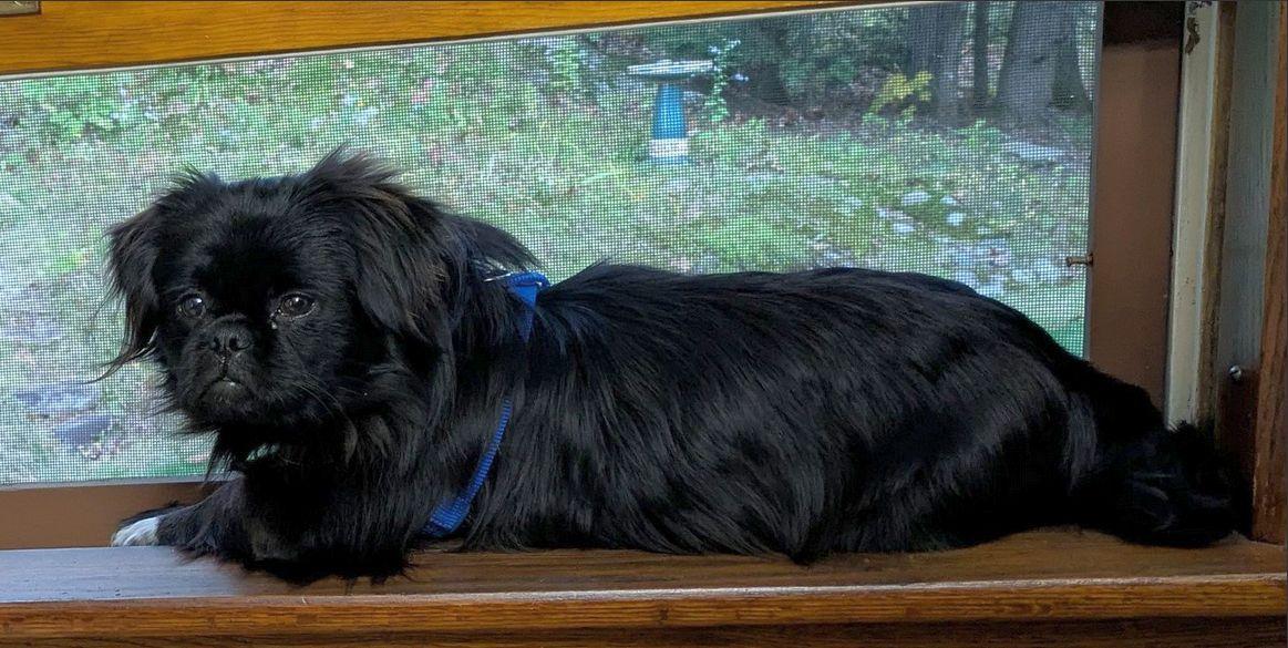 BooBoo, Adopted, Young Male Pekingese.