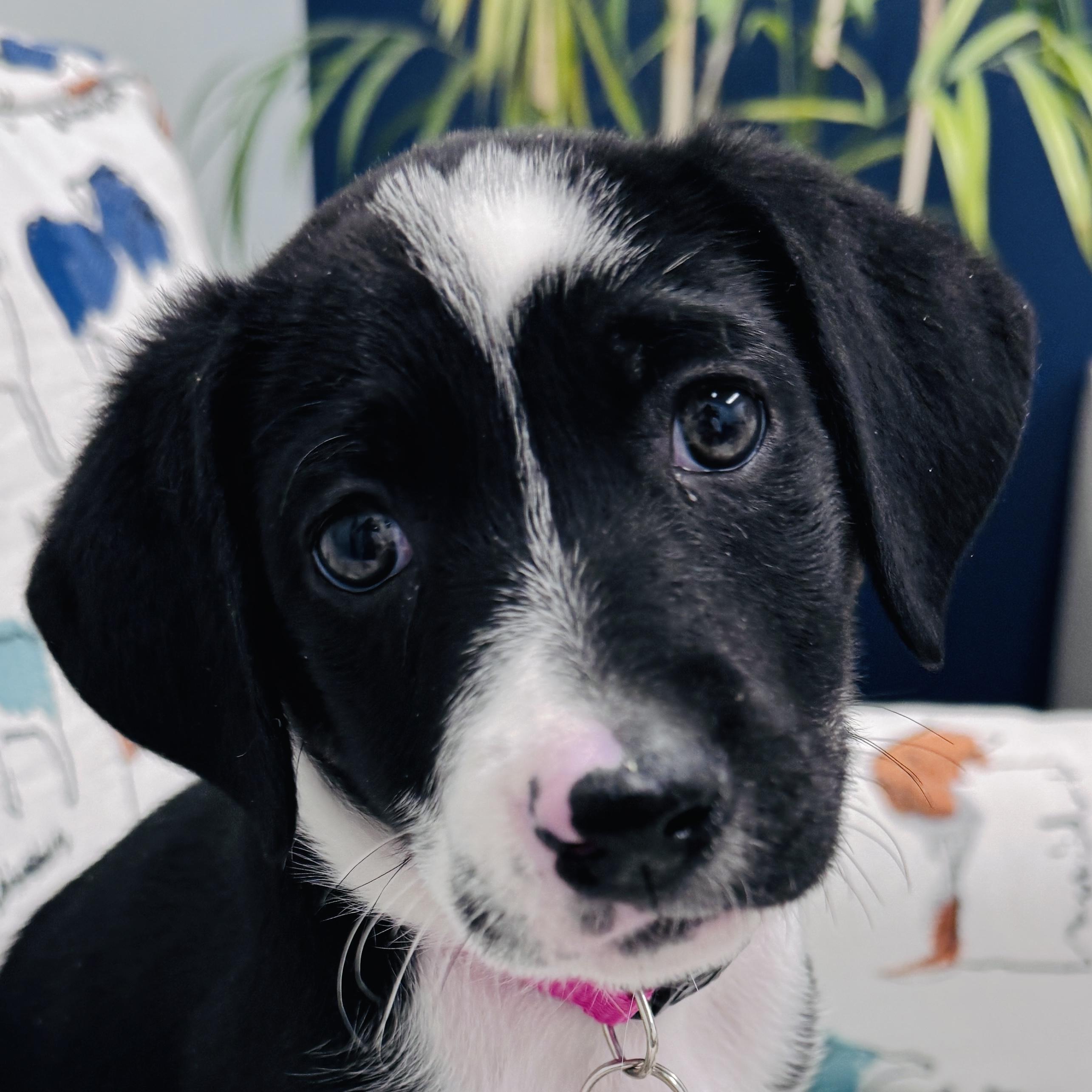 Enlarge Mariam, a Adoptable mixed breed in Palatine, IL image 1/5
