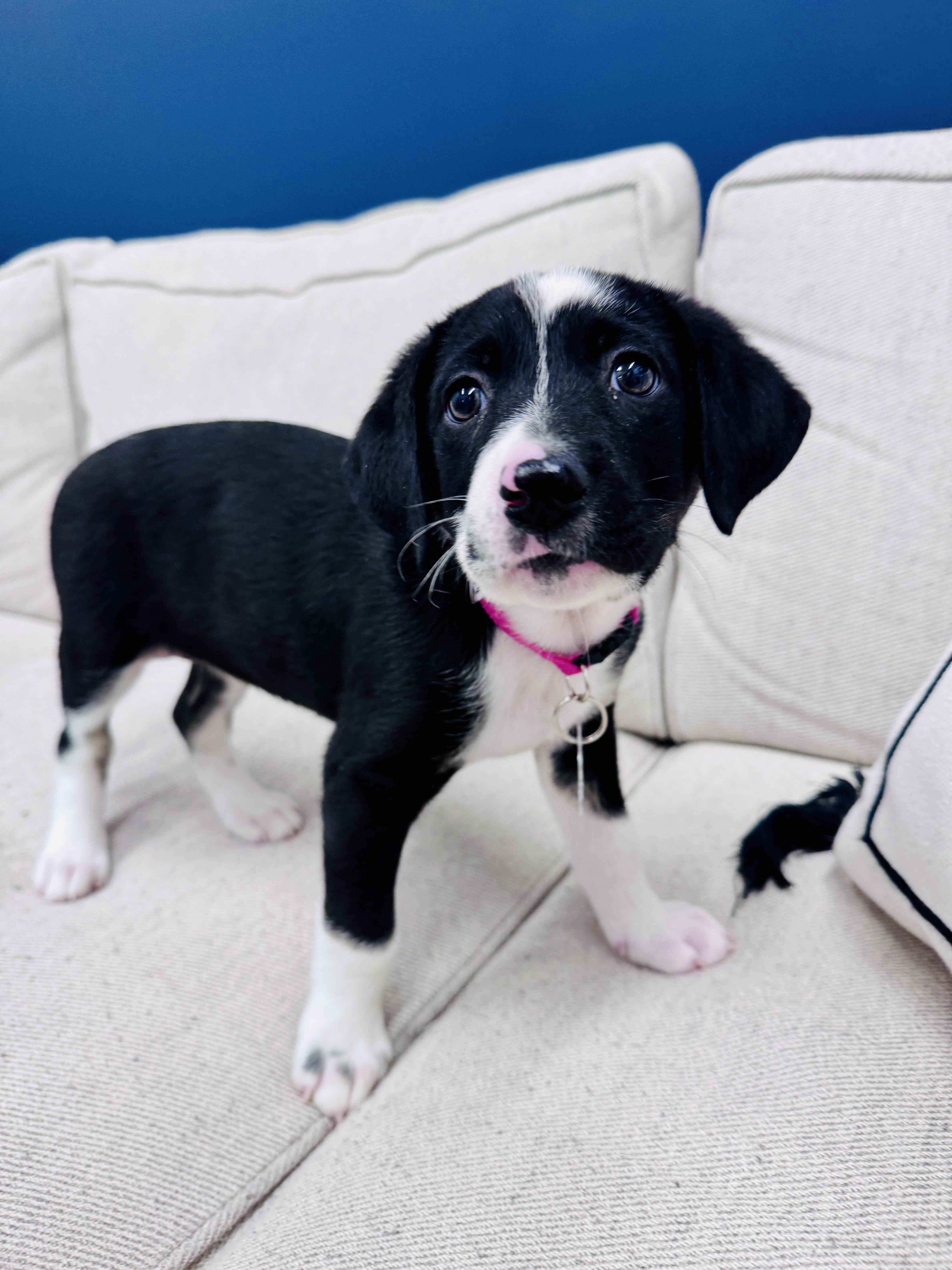 Enlarge Mariam, a Adoptable mixed breed in Palatine, IL image 3/5