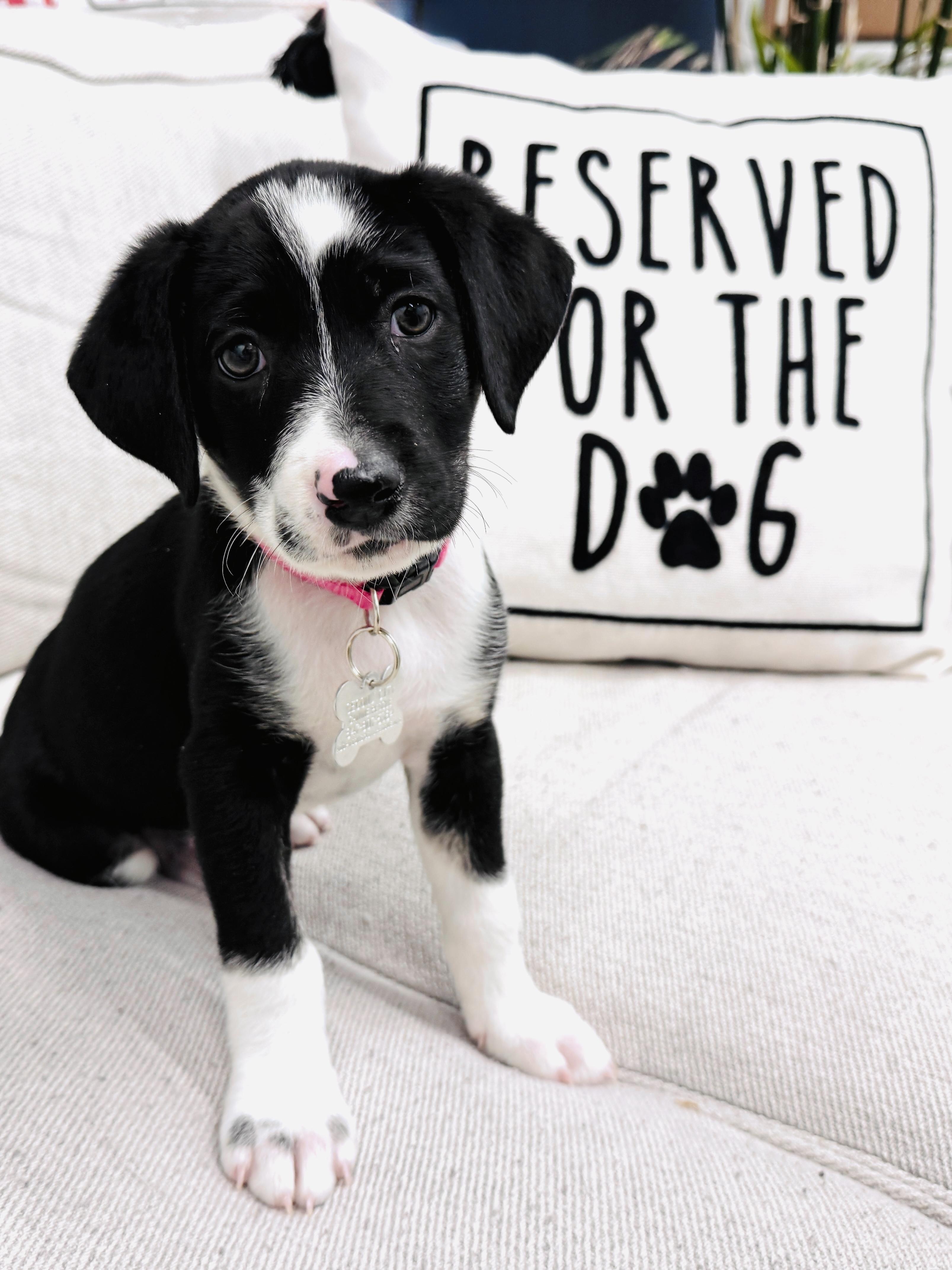 Enlarge Mariam, a Adoptable mixed breed in Palatine, IL image 2/5